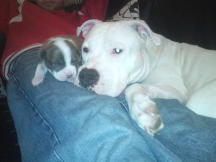 Amerikansk staffordshire terrier Bianca - mor og lille Bianca billede 1