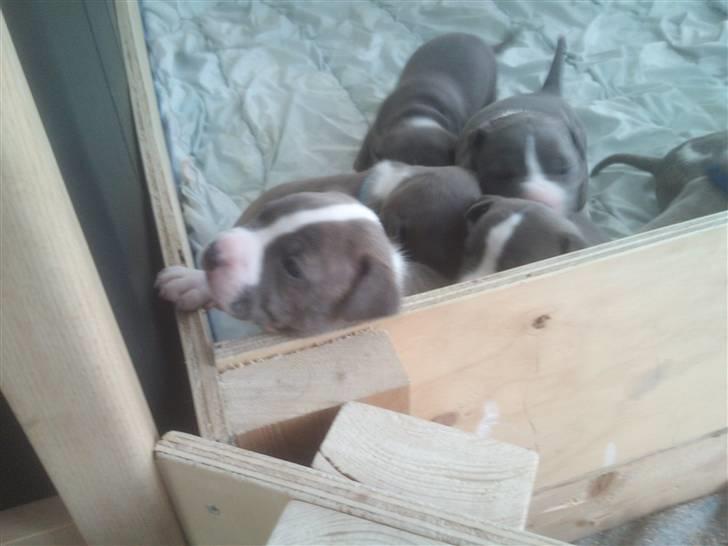 Amerikansk staffordshire terrier Bianca - bianca og sine søskende billede 2