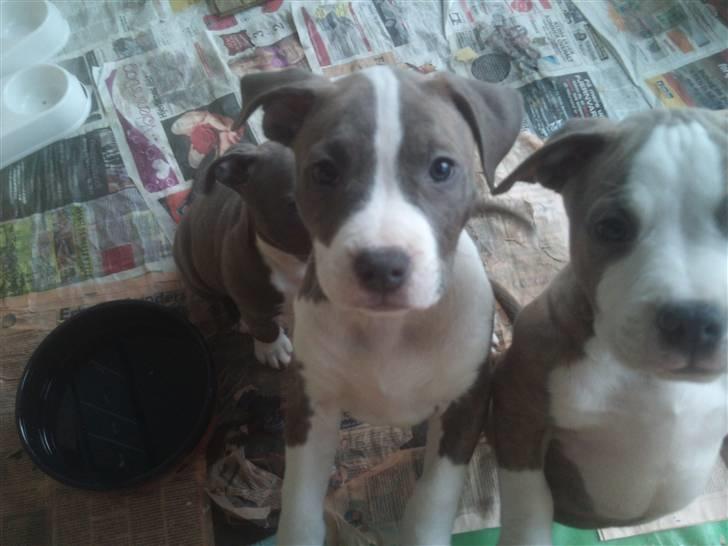 Amerikansk staffordshire terrier Bianca - Bianca og Bob billede 3