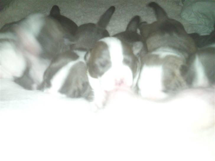 Amerikansk staffordshire terrier Bianca - Så er det mad tid, Bianca ligger som nr tre fra højre billede 4