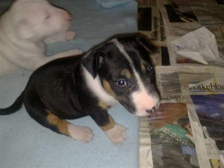 Bullterrier Øivind billede 6