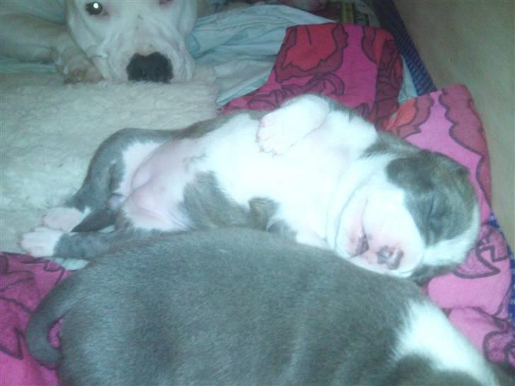 Amerikansk staffordshire terrier Bianca - Bianca i drømmeland billede 5