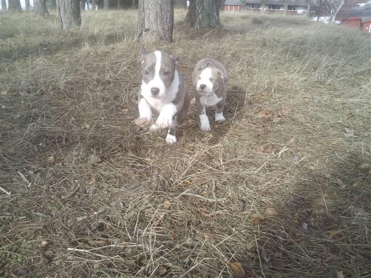 Amerikansk staffordshire terrier Bianca - Bianca og Bob hi hi jeg kommer først billede 6