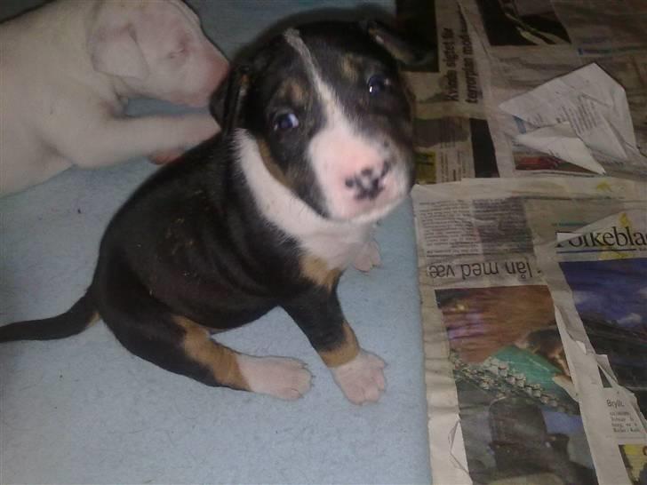 Bullterrier Øivind billede 8