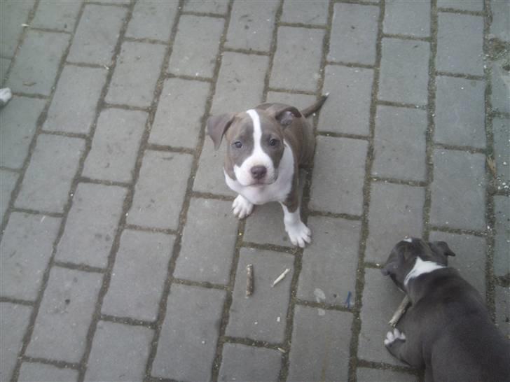 Amerikansk staffordshire terrier Bianca - Bianca billede 7