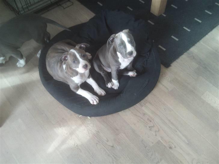 Amerikansk staffordshire terrier Bianca - Bianca og lillepigen billede 8