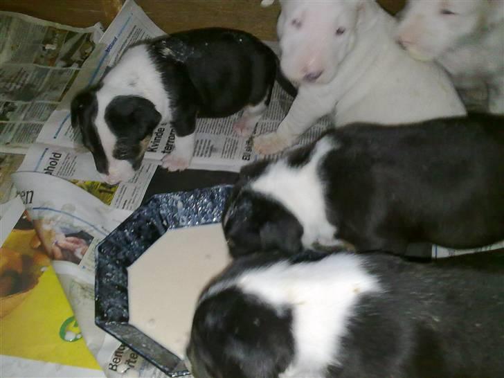 Bullterrier Øivind billede 9