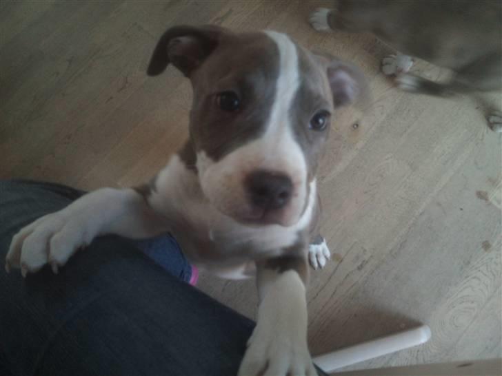 Amerikansk staffordshire terrier Bianca - Bianca, jeg vil op billede 9