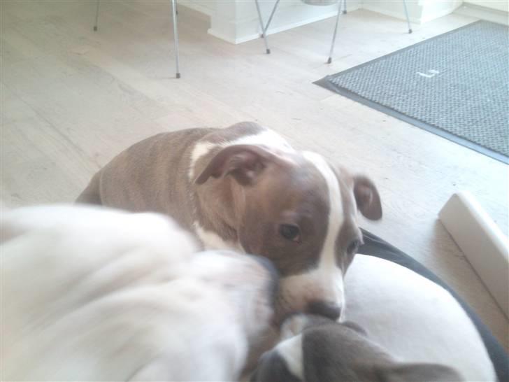 Amerikansk staffordshire terrier Bianca - Bianca putter med lillepigen og Bob billede 10