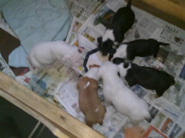 Bullterrier Øivind billede 10