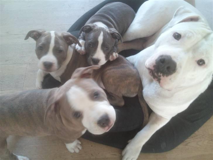 Amerikansk staffordshire terrier Bianca - ja her er vi så, Bianca, Lillepigen og Bob billede 11