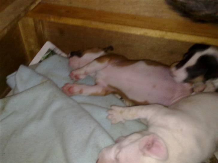 Bullterrier Øivind billede 11