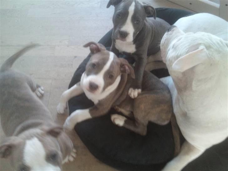 Amerikansk staffordshire terrier Bianca - Se mor der bliver taget billede billede 12