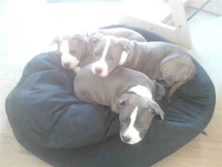 Amerikansk staffordshire terrier Bianca - Bianca Lillepigen og Bob billede 13