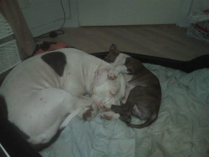 Amerikansk staffordshire terrier Bianca - Bianca putter hos mor billede 14