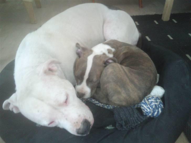 Amerikansk staffordshire terrier Bianca - Putter igen det er trygt og godt at være hos mor billede 15