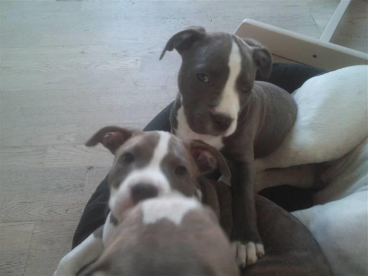 Amerikansk staffordshire terrier Bianca - Lillepigen, Bianca og en halv Bob billede 16