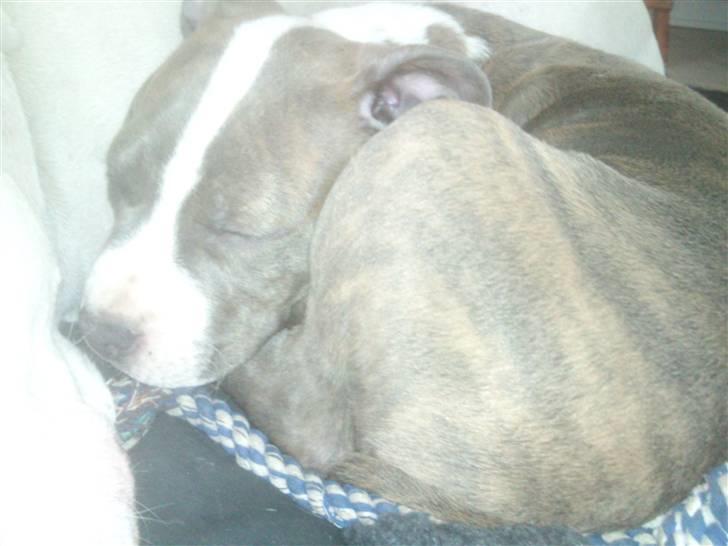 Amerikansk staffordshire terrier Bianca - Bianca træt efter en tur med Aika, Lilly og Loui i mosen. billede 17