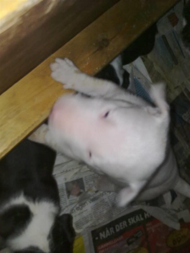 Bullterrier Øivind billede 12