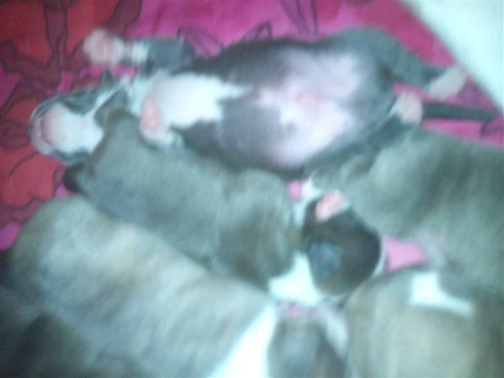 Amerikansk staffordshire terrier Bianca - Kuldet billede 18