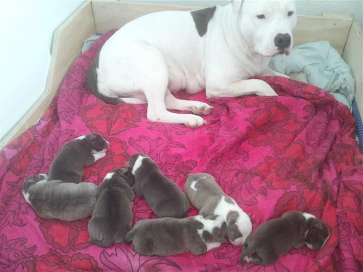 Amerikansk staffordshire terrier Bianca - Mor og kuldet billede 19