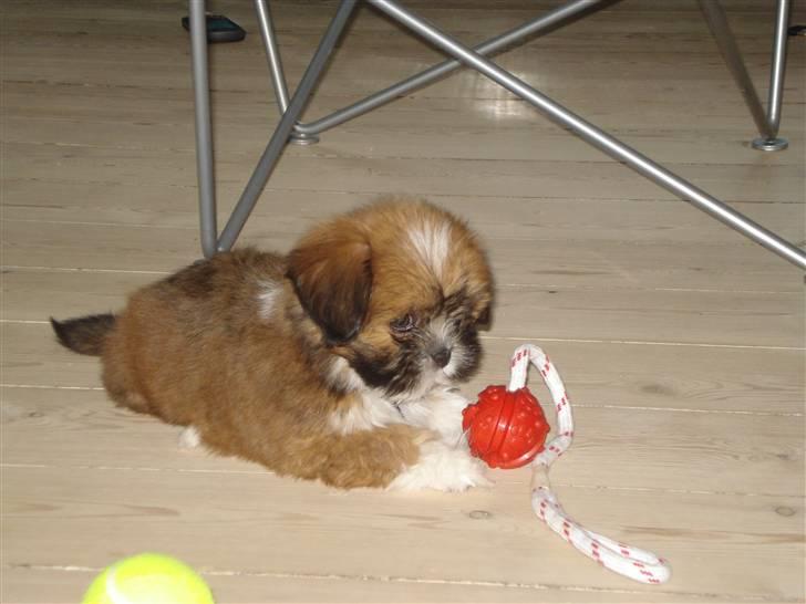 Lhasa apso Mountain High´s Ludwig billede 2