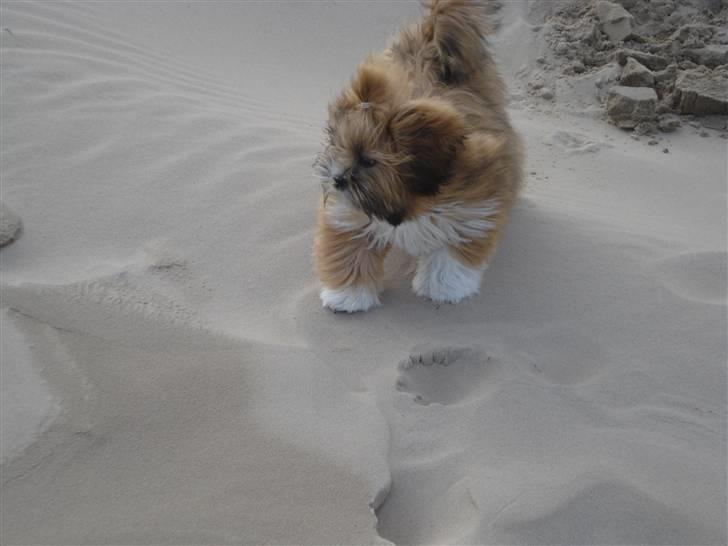 Lhasa apso Mountain High´s Ludwig - Vind i pelsen billede 5