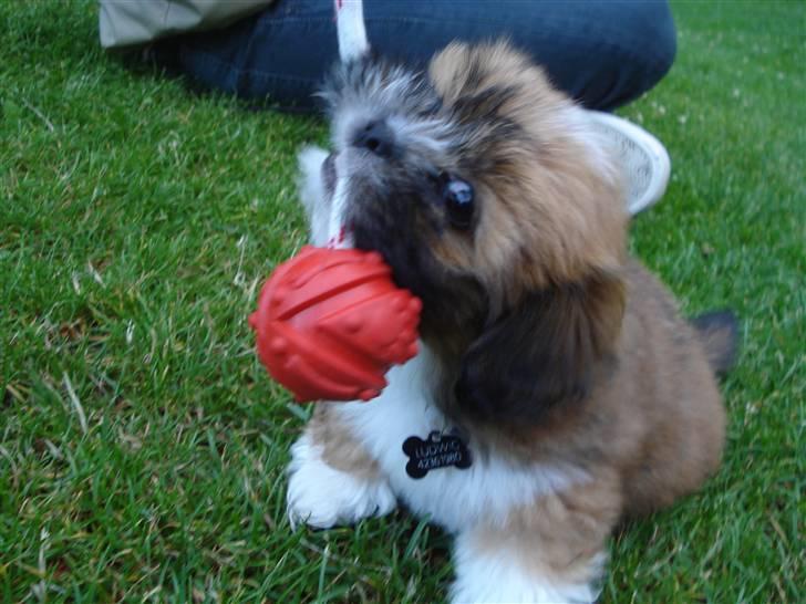 Lhasa apso Mountain High´s Ludwig billede 6