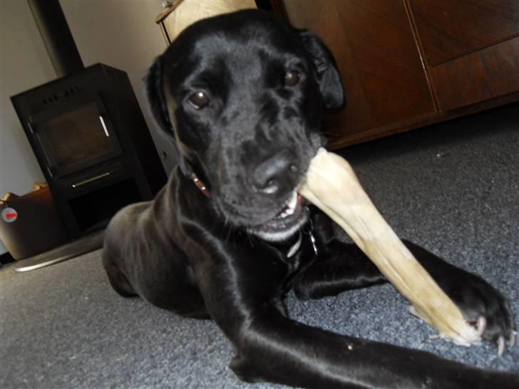 Blanding af racer Bella - bor hos eks. billede 19