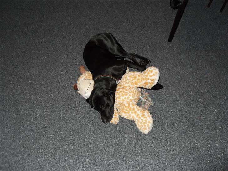 Blanding af racer Bella - bor hos eks. billede 20