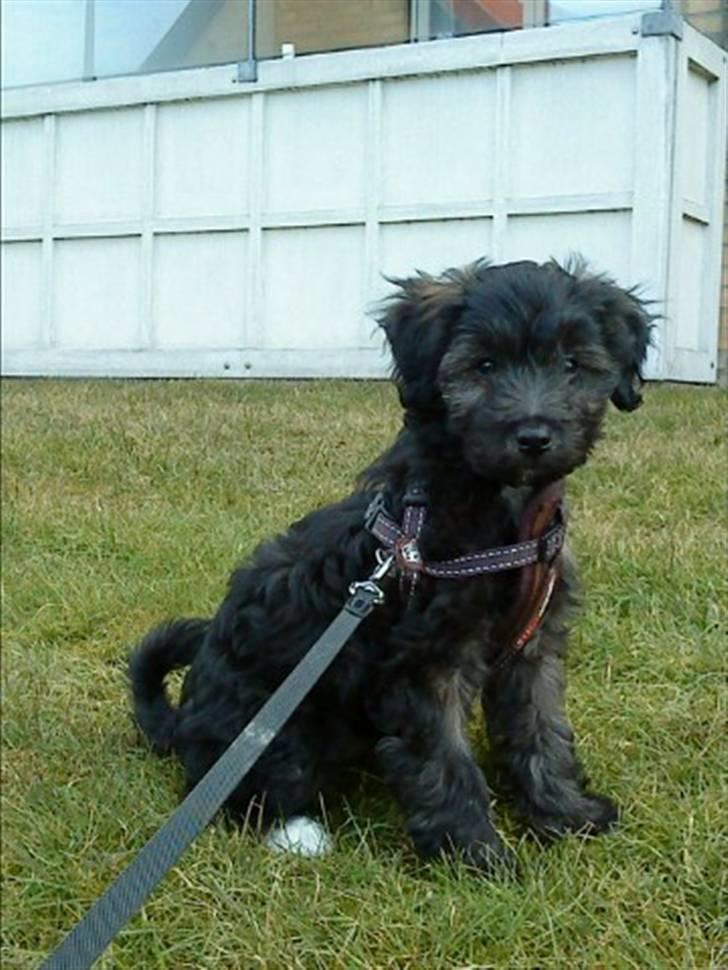 Blanding af racer Sofus - Smukke lille Super Sofus :o) billede 6