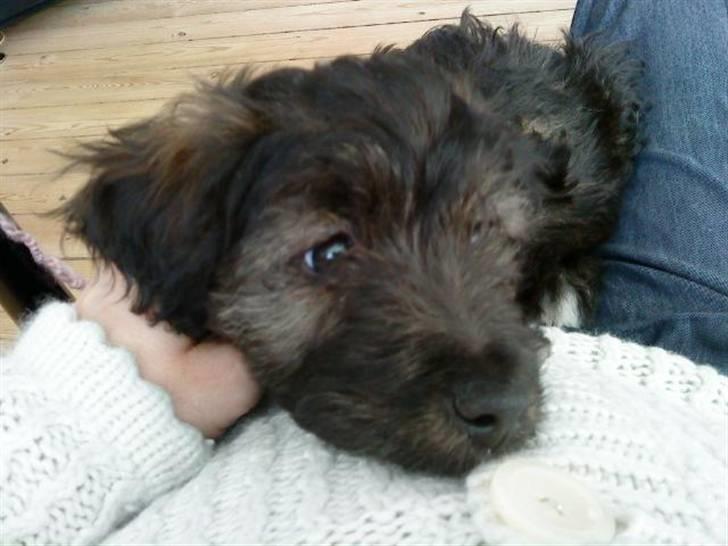 Blanding af racer Sofus - Kønne lille hængeøre billede 7