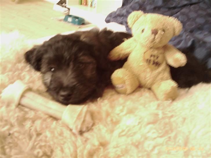 Blanding af racer Sofus - Her ser vi så en lille og søvnig hvap!!! Er han ikke kær? <3 :o) billede 8