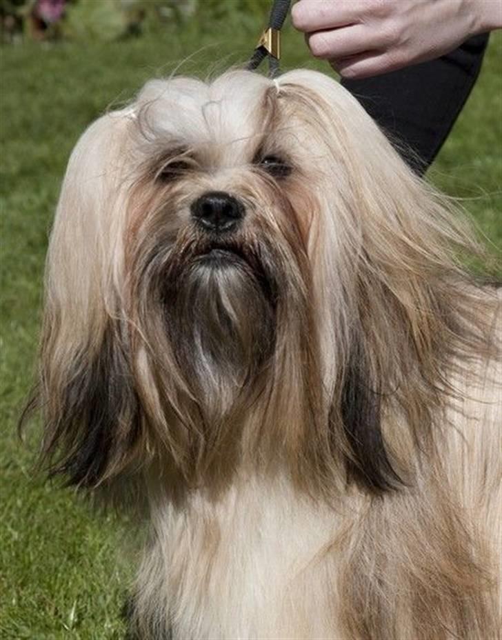 Lhasa apso Kutani Travelling Man billede 1