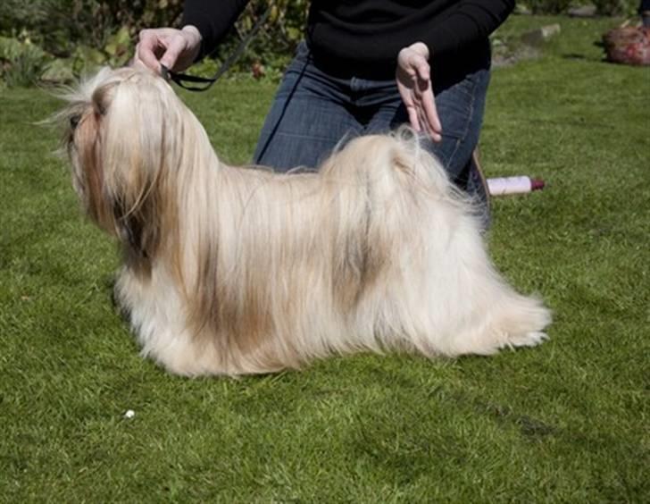 Lhasa apso Kutani Travelling Man billede 2