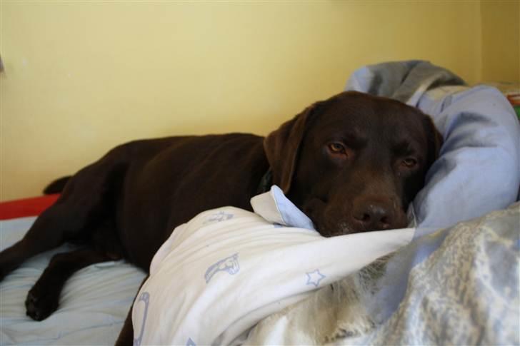 Labrador retriever sofus - R.I.P 15/10-16 - jeg er træt!!! billede 17