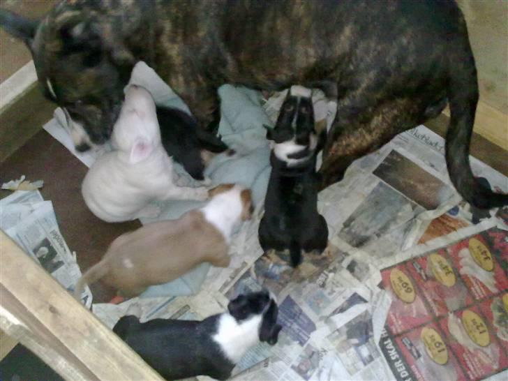 Bullterrier Øivind billede 13