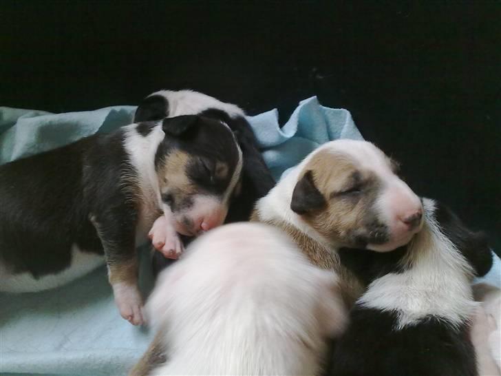 Bullterrier Øivind billede 14