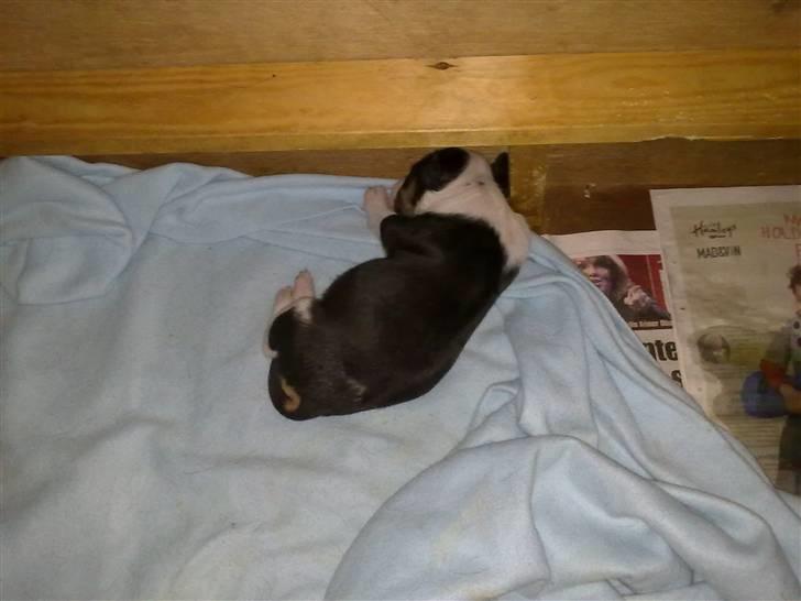 Bullterrier Øivind billede 15