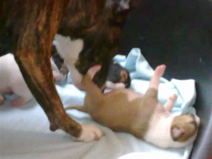 Bullterrier Øivind billede 16