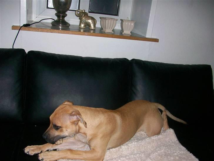 Amerikansk staffordshire terrier Kicha - Kicha 5 måneder gammel. billede 3