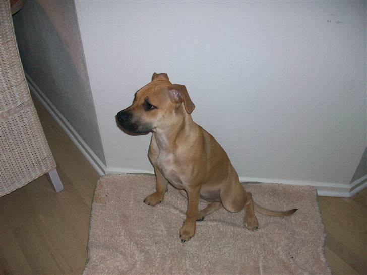 Amerikansk staffordshire terrier Kicha - Kicha 5 måneder gammel. billede 4