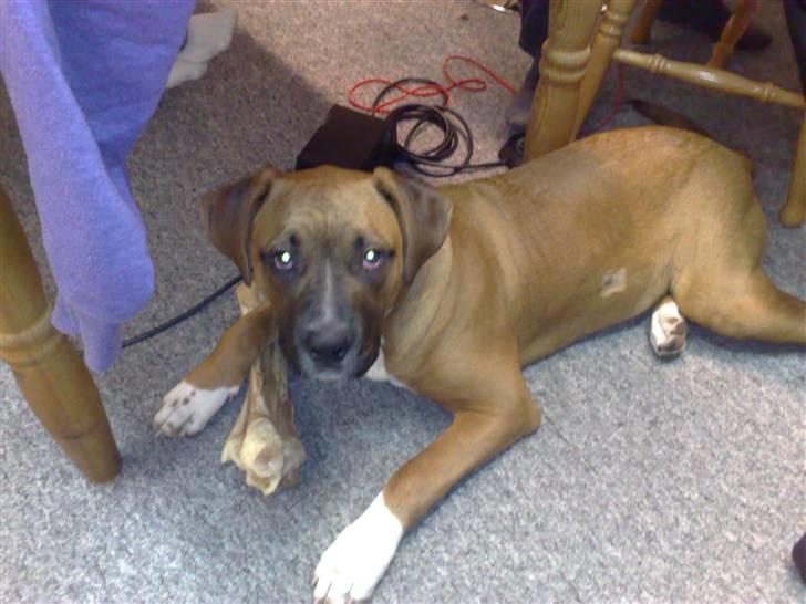 Blanding af racer Ratata billede 8