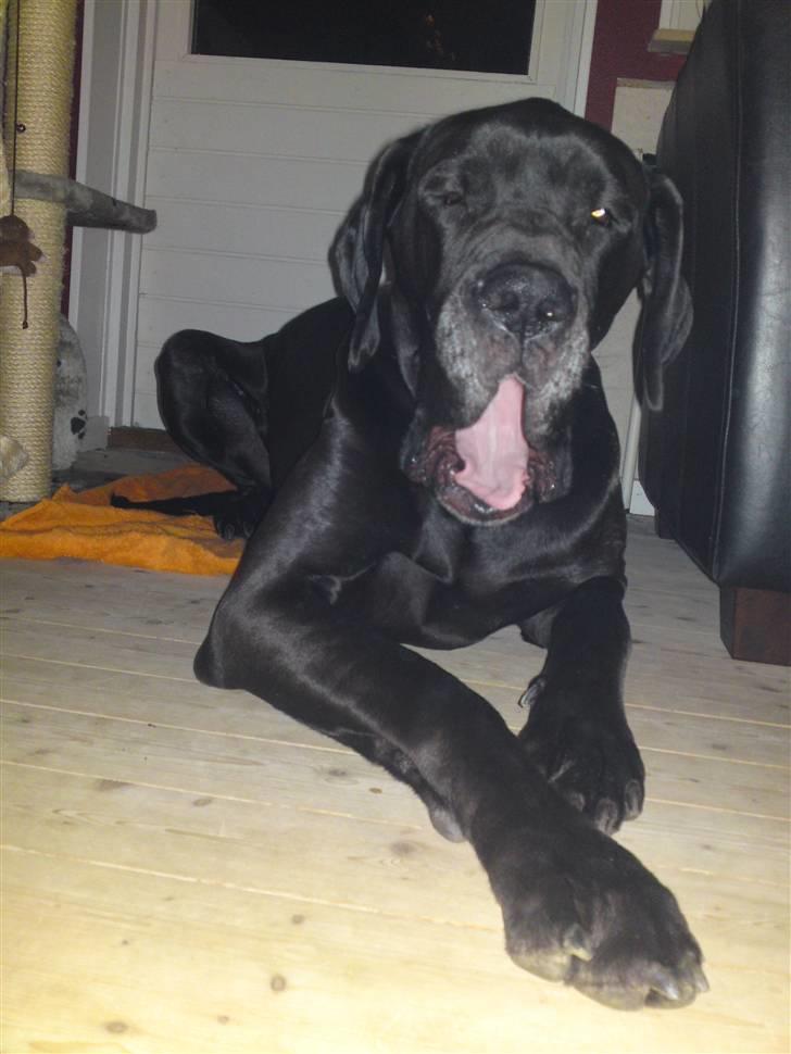 Grand danois Tyson <3  - update billede 10kg plus :) billede 9