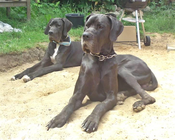 Grand danois Tyson <3  - Tyson med han ´´lillebror´´ Fanta billede 10