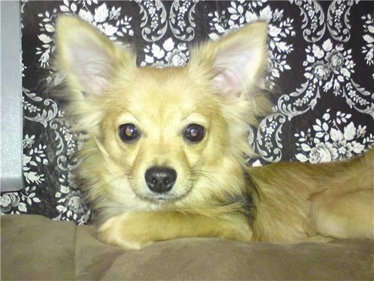 Blanding af racer Gizmo billede 8