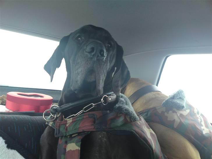 Grand danois Tyson <3  - mere liv i øjnene :´) billede 11