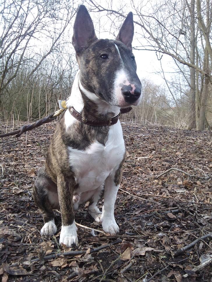 Bullterrier miniature Louie billede 18