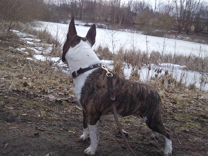 Bullterrier miniature Louie billede 19