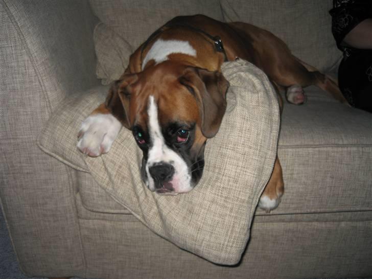 Boxer Svalur Alin billede 1